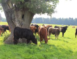 Cattle grazing the ancient wood pasture at Okeover.